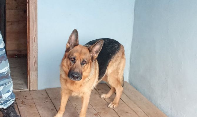 Кинологи объяснили, как правильно извиниться перед собакой