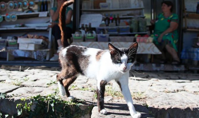 Ученые выяснили, могут ли кошки быть переносчиками коронавируса