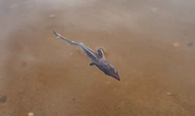 В Тульской области в реку выпустили более 1,2 тысячи мальков стерляди