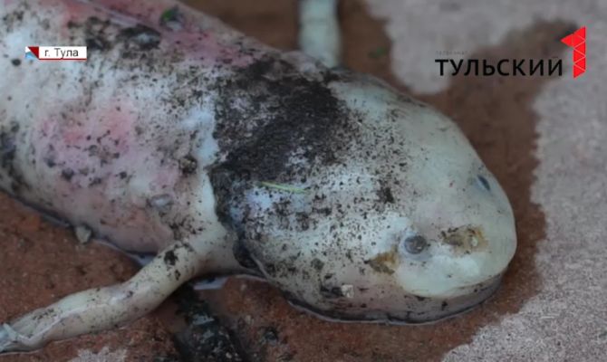 В тульской канализации обнаружили необычное существо