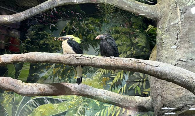 В Тульском экзотариуме рассказали о лучших отцах в мире животных