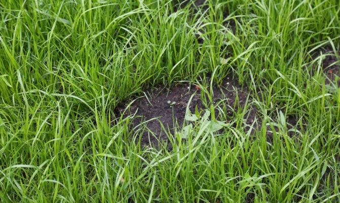 Московский подрядчик поставил в Тулу некачественные семена для газонов