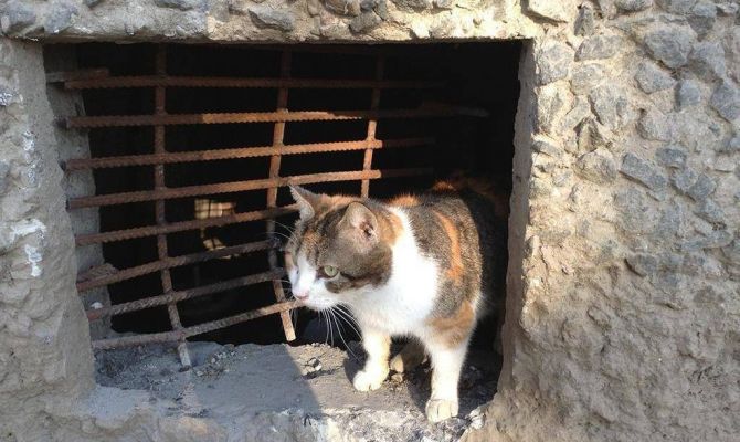 Минстрой запретил замуровывать "кошачьи" окошки в подвалах