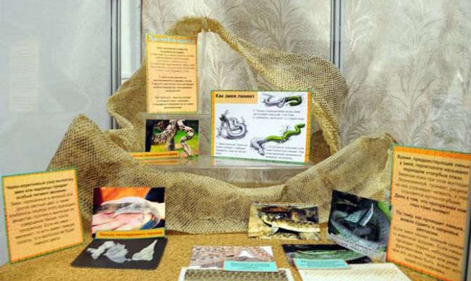 В Узловую приедет выставка экзотариума "Покровы животных"