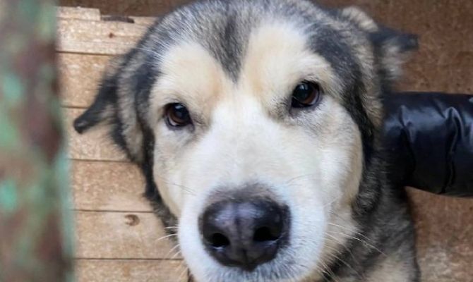 В Туле собака 3 дня просидела в квартире с мертвой хозяйкой