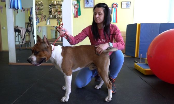 Как собаки из России могут попасть на международные выставки