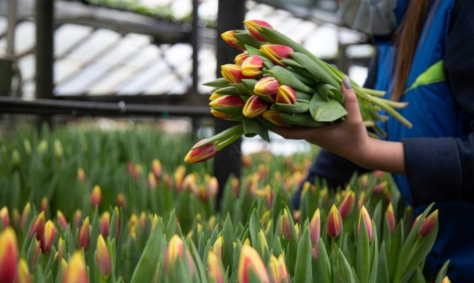 Какие цветы покупают туляки к 1 Сентября