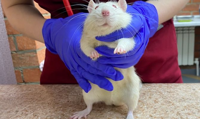 В Туле волонтеры ищут дом для белой крысы