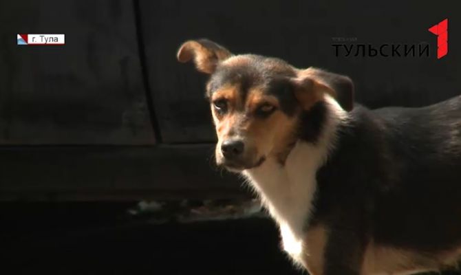 5-летняя тулячка пережила нападение стаи бродячих собак