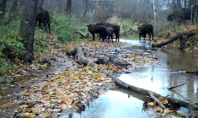 Каких животных заметили на границе Тульской области за последний месяц