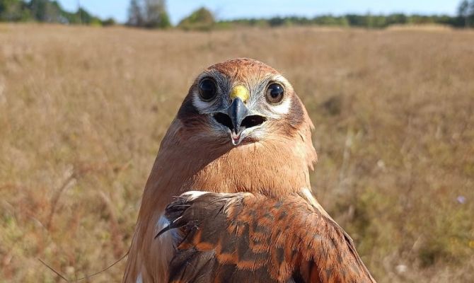 Тульские волонтеры спасли истощенного лугового луня