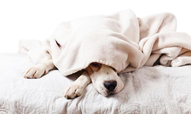 Плохой сон может стать первым признаком опасной болезни 