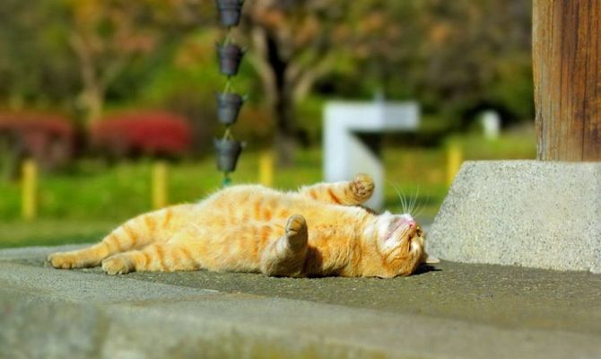 Китайский тайфун принесет в Тулу тепло