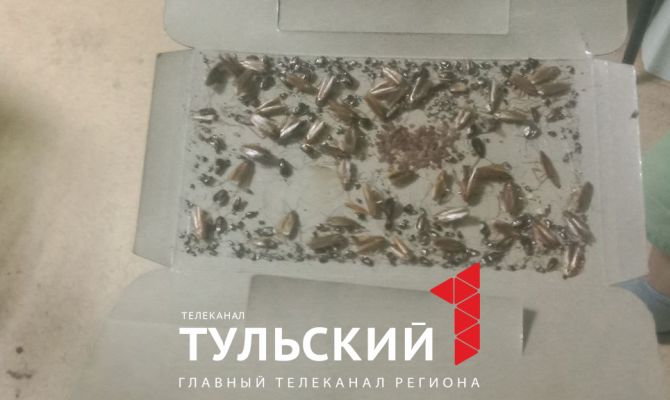 В палатах Тульской областной детской больницы обнаружили тараканов