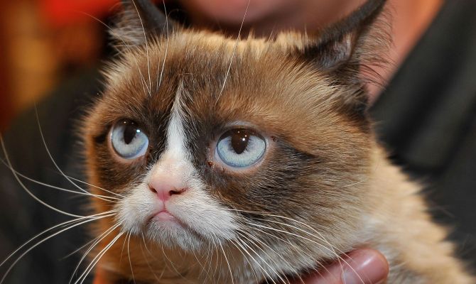 Самая известная угрюмая кошка Интернета умерла 