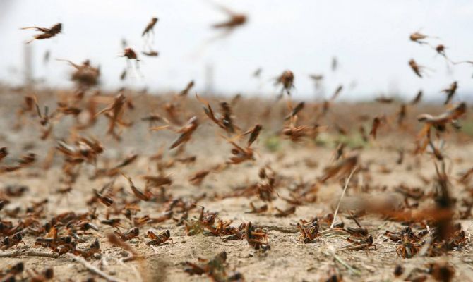 Нашествие саранчи в России: кто под ударом