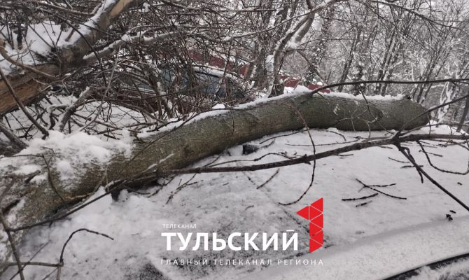 В Киреевском районе на машину упало дерево