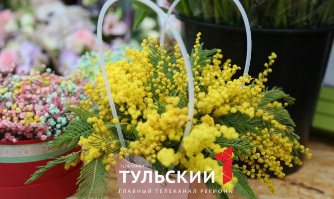 Накануне 8 Марта цена на мимозу в Туле достигла 500 рублей за ветку