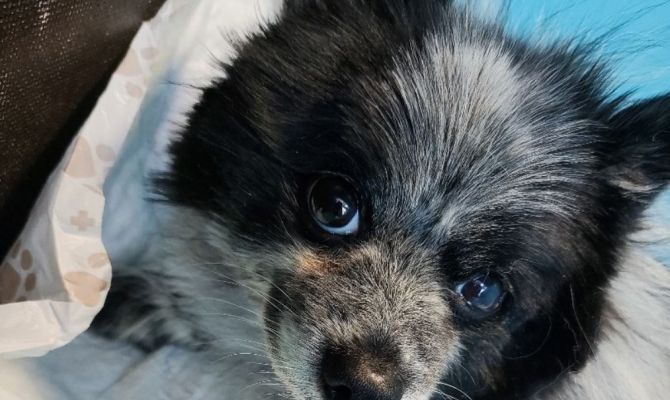 Тульские ветеринары поставили на лапы парализованного шпица Максима