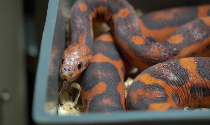 В Туле 16-летний подросток украл у знакомой змею