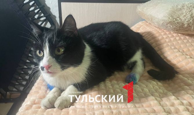 Кот, которого протащили по асфальту на поводке, нашел новых хозяев в Туле