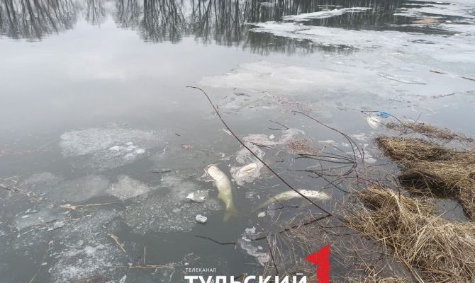 В тульских прудах погибли караси и белые амуры