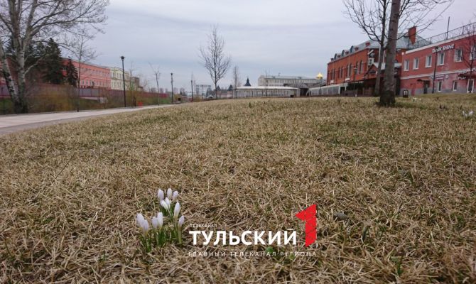 На Казанской набережной в Туле расцвели крокусы