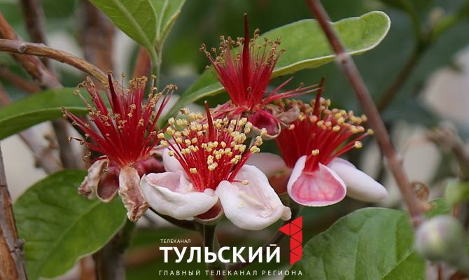 Какие экзотические цветы растут в оранжерее «Ясной Поляны»: фоторепортаж