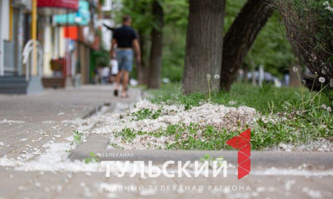 Тулякам рассказали, почему возникает аллергия на тополиный пух