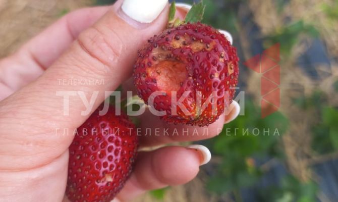 В хозяйстве под Одоевом град уничтожил половину урожая ягод