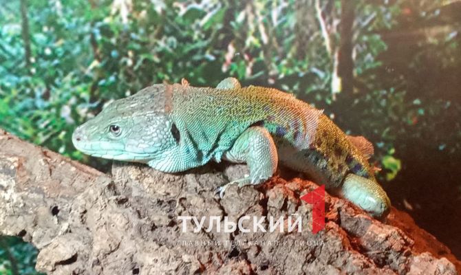В Тульском экзотариуме опровергли стереотип, что все рептилии отбрасывают хвосты