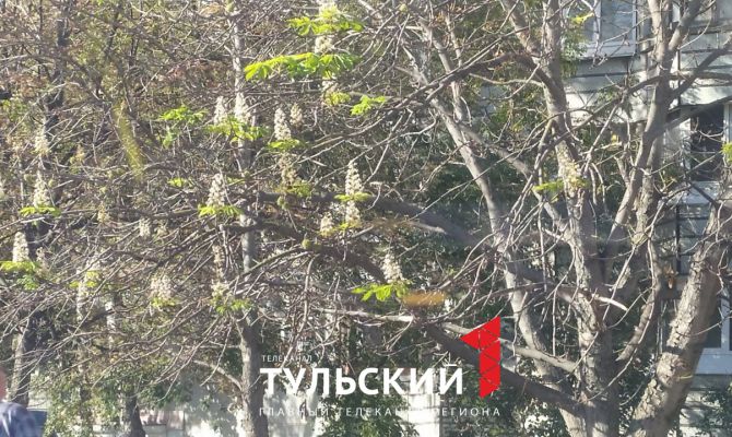 В Туле в конце сентября зацвели каштаны