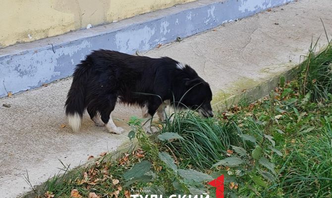 В Кимовске догхантеры травят собак