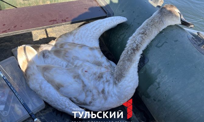 "Смотреть на это было тяжело": очевидцы раскрыли подробности убийства лебедя под Тулой