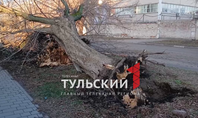 Сколько деревьев не выдержали штормовой ветер в Туле