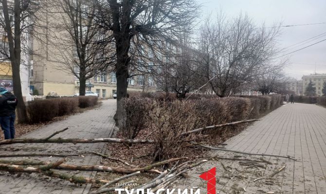 На проспекте Ленина в Туле упало дерево