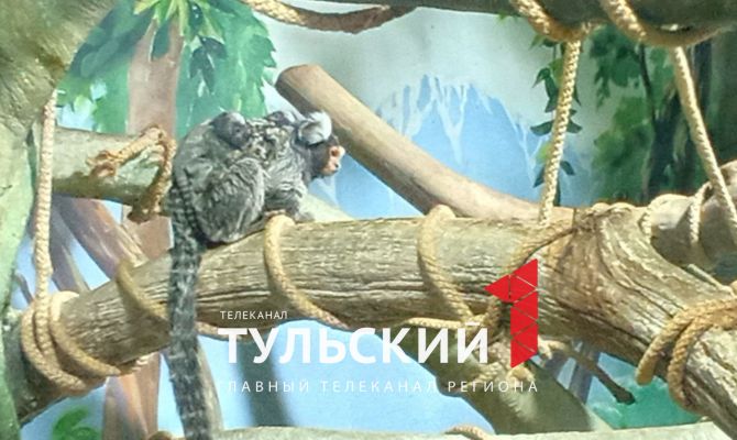 Туляки могут выбрать имена для новых питомцев экзотариума