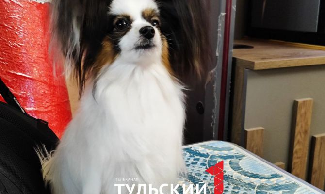 Чемпионы конкурсов красоты среди собак поделились своими секретами победы