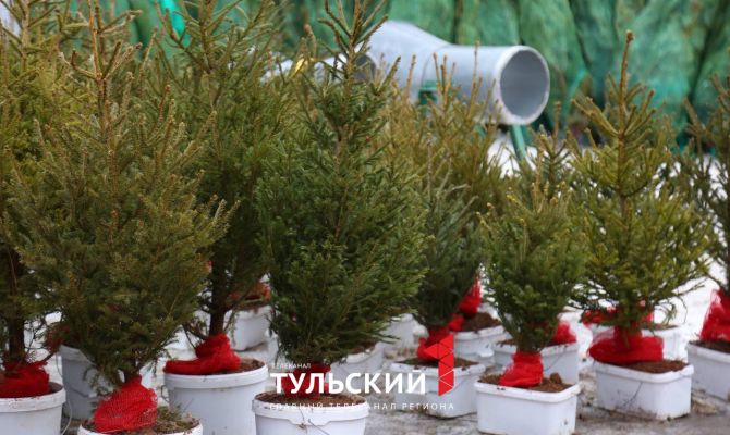 Продавцы объяснили разницу между елью, сосной и пихтой