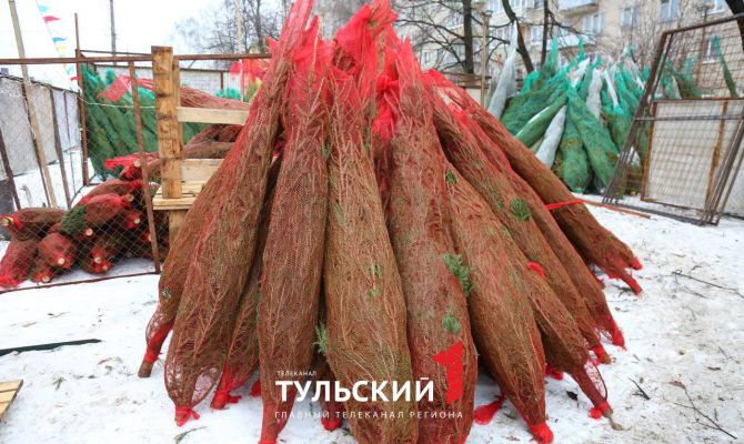 Сосны, елки и пихты: обзор елочных базаров Тулы