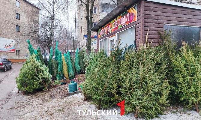 В Туле начали появляться незаконные елочные базары