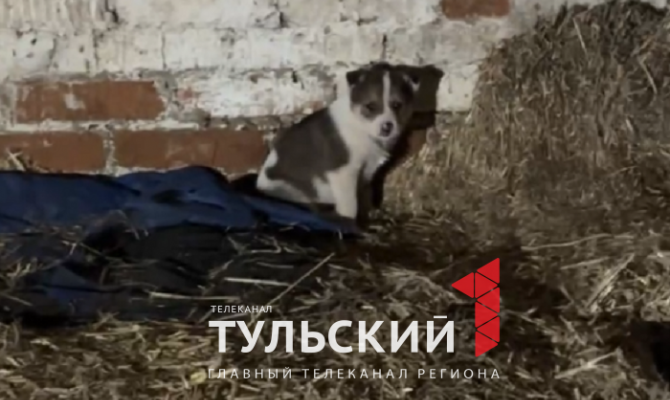 Тульские волонтеры ищут дом для 15 брошенных щенят