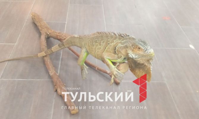 Кенгуру, игуаны и питоны: в Тулу привезли экзотических животных