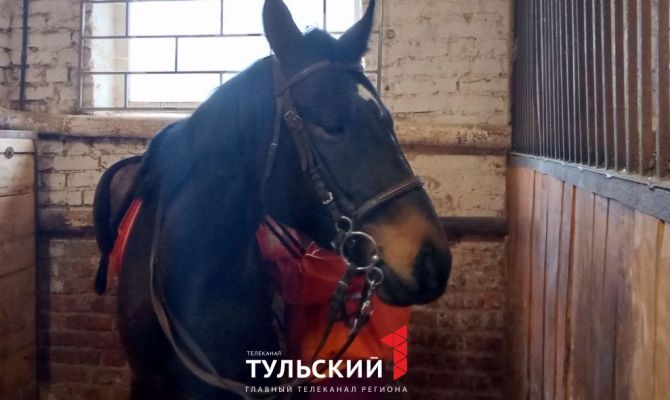 В Тулу привезли коня редкой породы