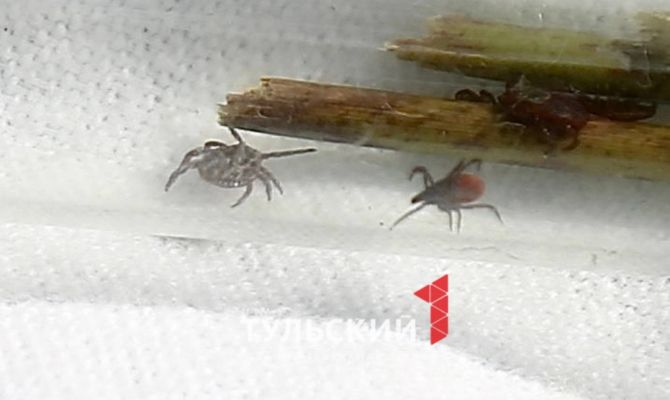 Сколько жителей Тульской области пострадали от укусов клещей за неделю