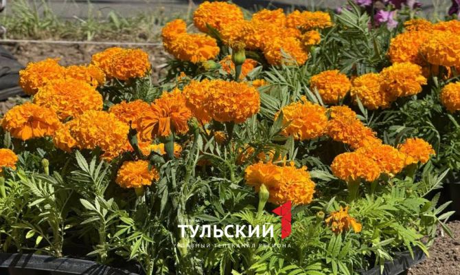 В Туле на городских клумбах высадят более 230 тысяч цветов