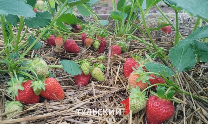 Стали известны ТОП-5 признаков сладкой клубники