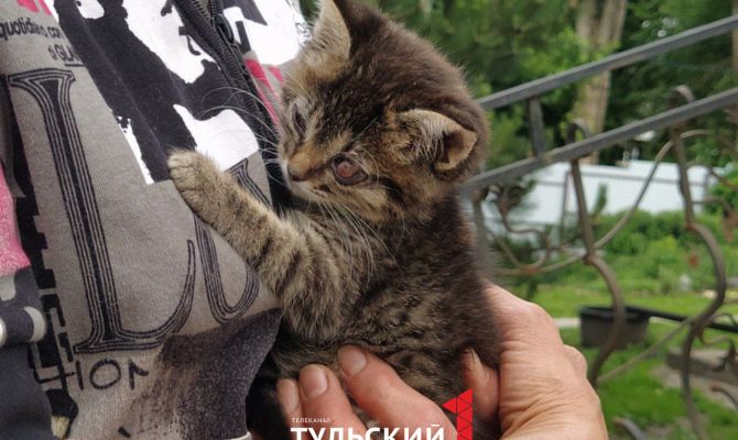 Как волонтер из Тулы помогает найти брошенным животным дом