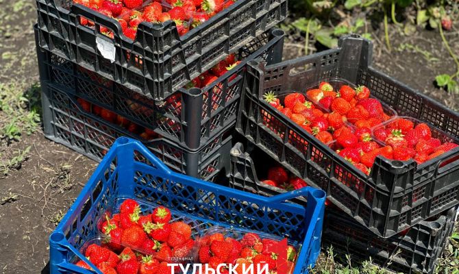 Как выбрать и вырастить вкусную клубнику: советы тульских агрономов