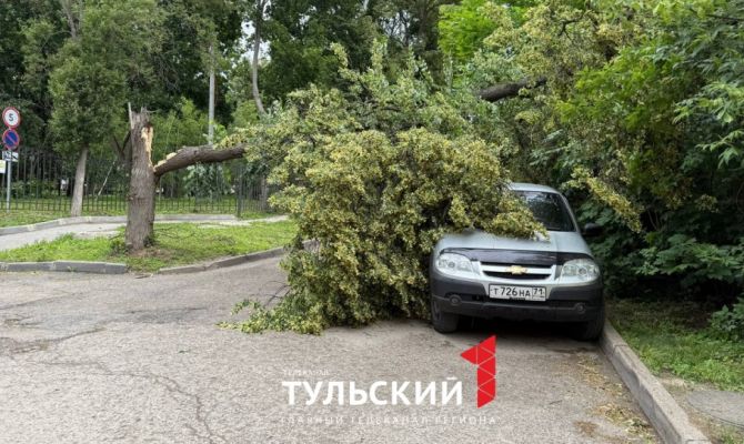 В Туле на улице Демьянова от сильного ветра упало дерево на автомобиль
